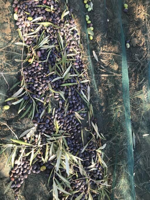 Agriturismo Il Sorbino - Appartamento Da Cocca Pian d'Alma المظهر الخارجي الصورة