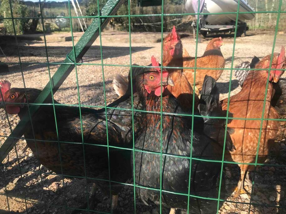 Agriturismo Il Sorbino - Appartamento Da Cocca Pian d'Alma المظهر الخارجي الصورة