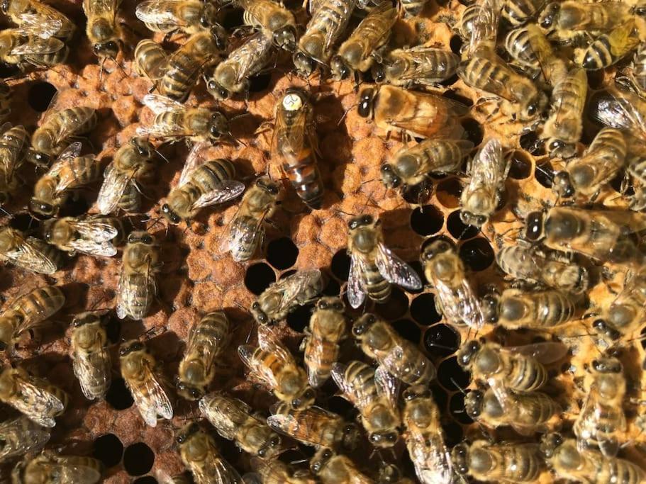 Agriturismo Il Sorbino - Appartamento Da Cocca Pian d'Alma المظهر الخارجي الصورة