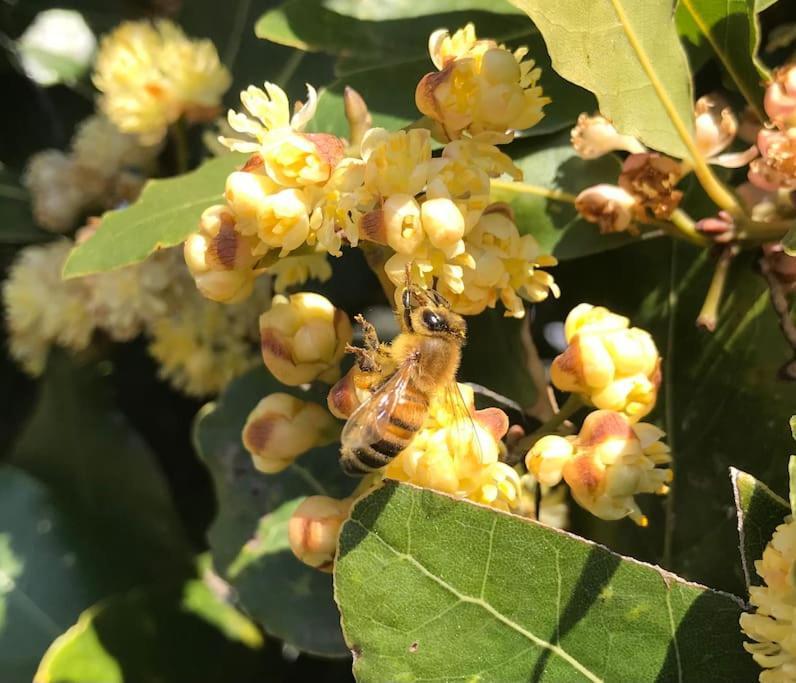 Agriturismo Il Sorbino - Appartamento Da Cocca Pian d'Alma المظهر الخارجي الصورة