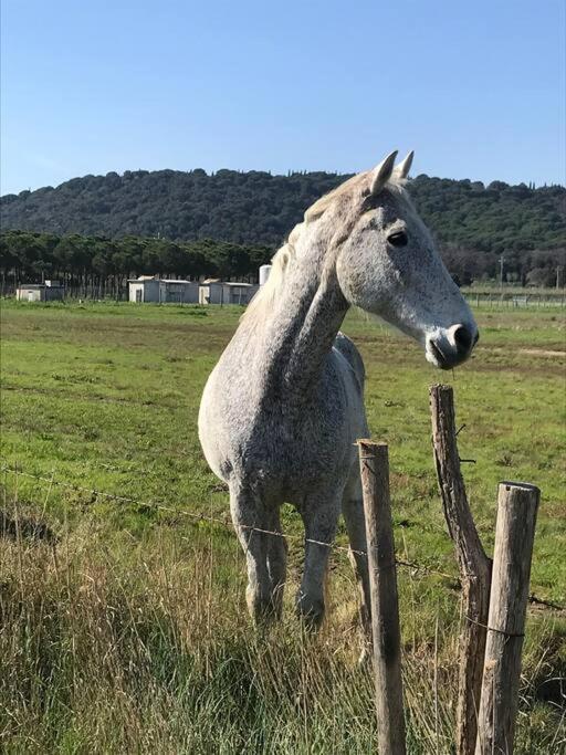 Agriturismo Il Sorbino - Appartamento Da Cocca Pian d'Alma المظهر الخارجي الصورة