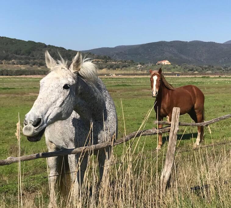 Agriturismo Il Sorbino - Appartamento Da Cocca Pian d'Alma المظهر الخارجي الصورة